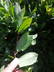 Muehlenbeckia hastulata