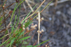 Juncus pelocarpus