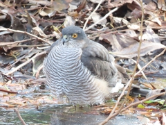 Accipiter nisus