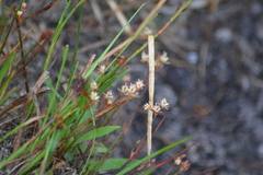 Juncus pelocarpus