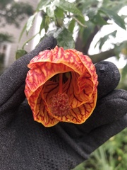 Callianthe picta