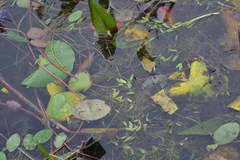 Potamogeton bicupulatus