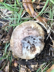 Tricholoma caligatum