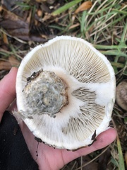 Tricholoma caligatum