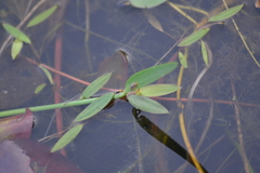 Potamogeton bicupulatus