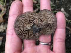 Entoloma vernum