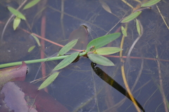 Potamogeton bicupulatus