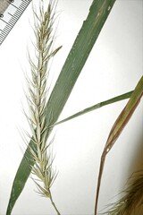 Elymus × ebingeri
