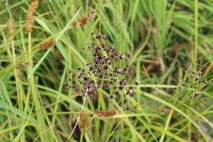 Juncus atratus