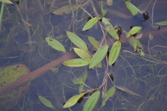 Potamogeton bicupulatus