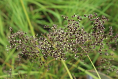 Juncus atratus