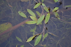 Potamogeton bicupulatus