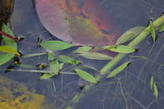 Potamogeton bicupulatus