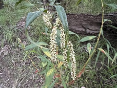 Persicaria attenuata