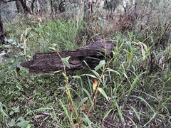 Persicaria attenuata