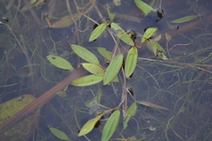 Potamogeton bicupulatus
