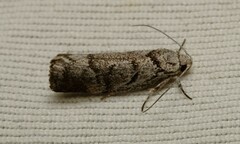 Lichenaula onychodes