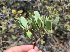 Arctostaphylos pringlei