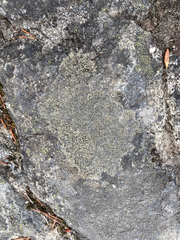 Rhizocarpales