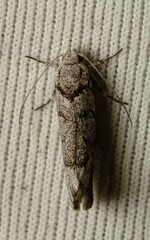 Lichenaula onychodes