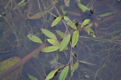 Potamogeton bicupulatus