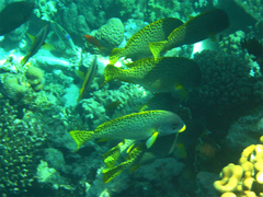 Plectorhinchus gaterinus