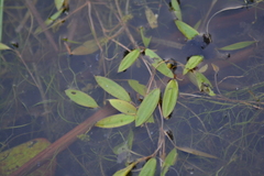 Potamogeton bicupulatus
