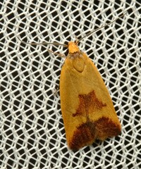 Ageletha hemiteles