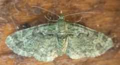 Pasiphila rectangulata