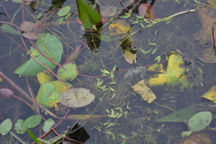 Potamogeton bicupulatus