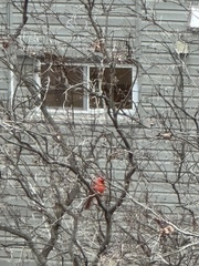 Cardinalis cardinalis