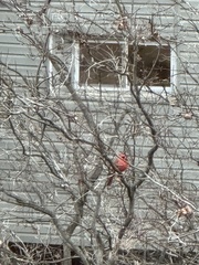 Cardinalis cardinalis