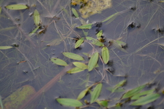 Potamogeton bicupulatus