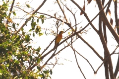 Telophorus sulfureopectus