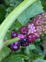 Phytolacca bogotensis