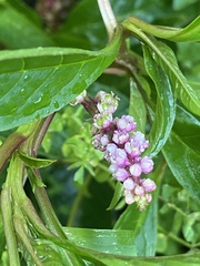Phytolacca bogotensis