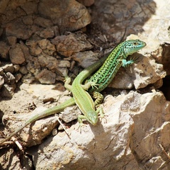 Podarcis pityusensis