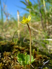 Ranunculus lapponicus