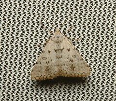 Dichromodes indicataria