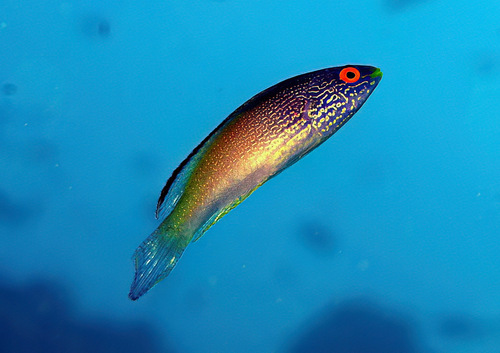 Cirrhilabrus rhomboidalis observed 2013-02-11