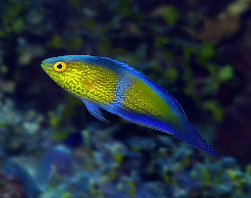 Cirrhilabrus rhomboidalis observed 2013-02-11