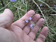 Verbena officinalis