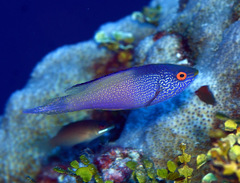 Diamond-Tail Fairy-Wrass photo 4