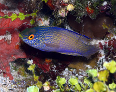Diamond-Tail Fairy-Wrass photo 5