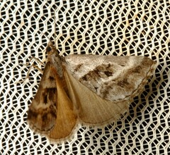 Dichromodes stilbiata