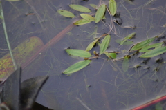 Potamogeton bicupulatus