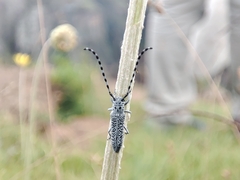 Phytoecia bohemani