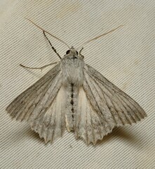 Paraterpna harrisoni