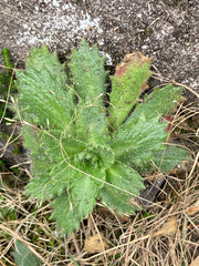 Micranthes ferruginea