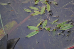 Potamogeton bicupulatus